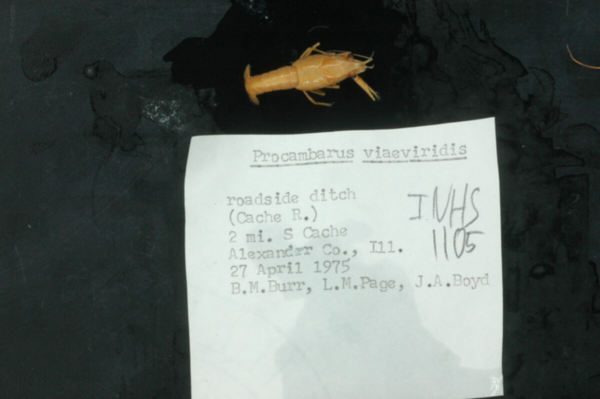 Procambarus (Ortmannicus) image